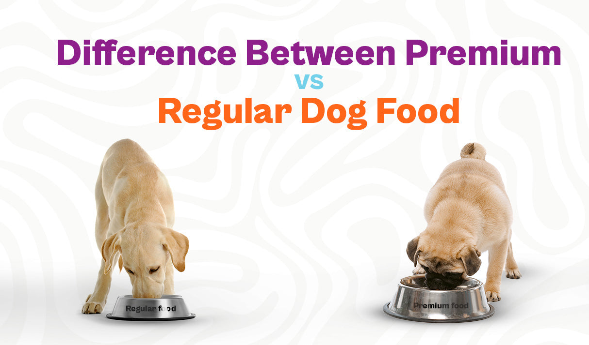 Premium vs Regular Dog Food: What’s the Real Difference?