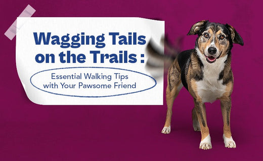 Wagging Tails On The Trails: Essential Walking Tips With Your Pawsome Friend