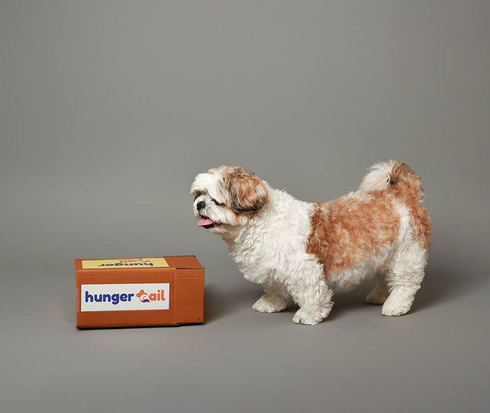 A fluffy Shih Tzu dog curiously looking at a branded Hunger Tail delivery box placed on the floor against a neutral grey background