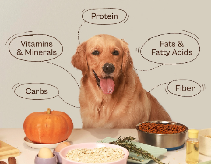 Golden Retriever sitting happily surrounded by essential pet food ingredients like pumpkin, oats, and kibble, with labeled nutrients such as protein, fiber, carbs, vitamins, minerals, and fatty acids—representing balanced nutrition in Hunger Tail dog food.