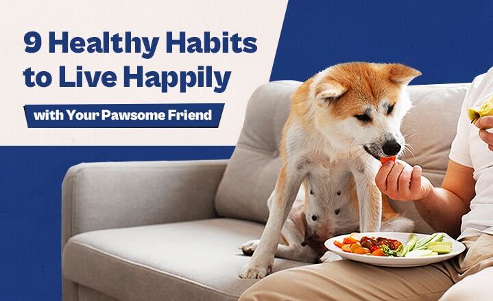 9 Healthy Habits to Live Happily with Your Pawsome Friend