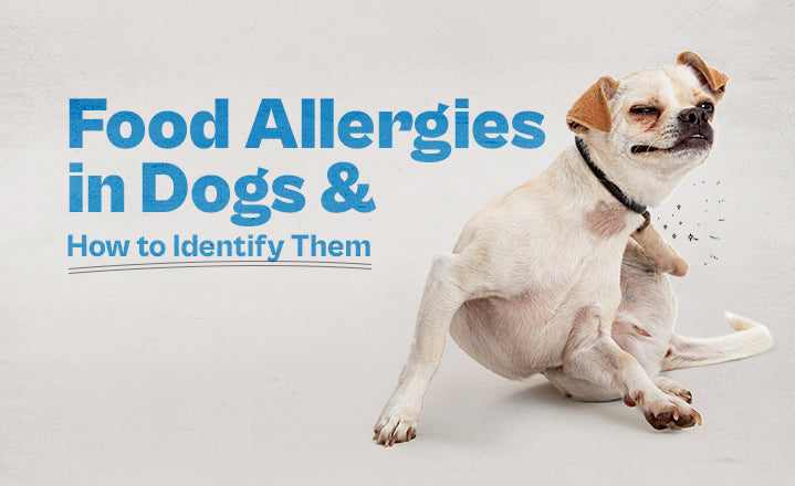 Common Food Allergies in Dogs and How to Identify Them