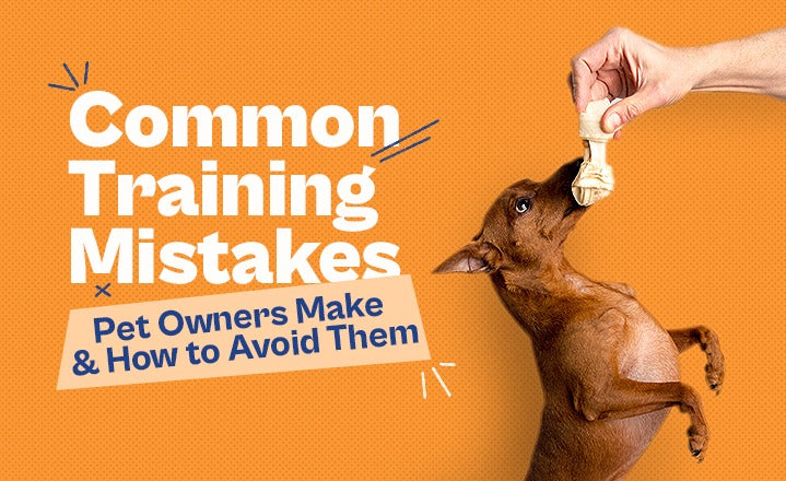 Common Training Mistakes Pet Owners Make & How to Avoid Them