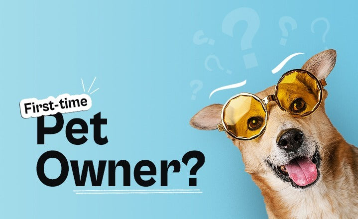 First-time Pet Owner? Create a Happy Home for Your Furry Friend Using the Best Pet Care Products