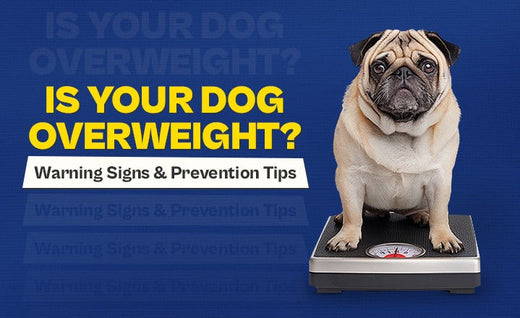 Is Your Dog Overweight? Warning Signs and Prevention Tips