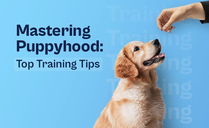 Mastering Puppyhood: Top Training Tips for New Puppy Owners