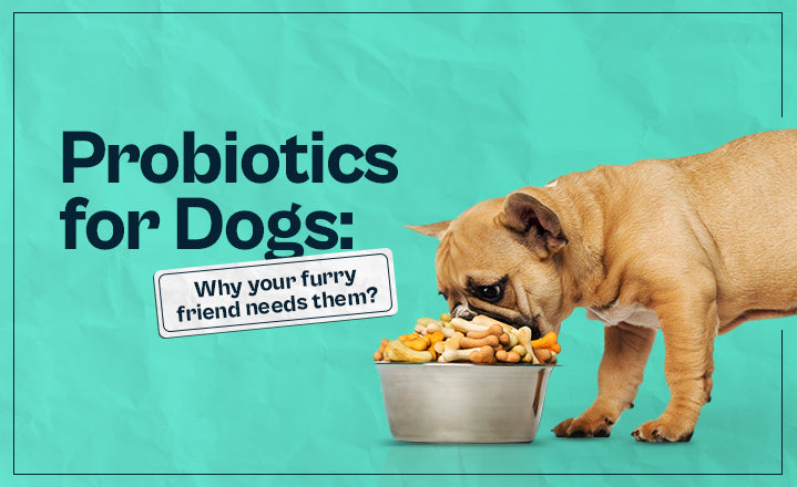 Probiotics for Dogs: Why Your Furry Friend Needs Them?