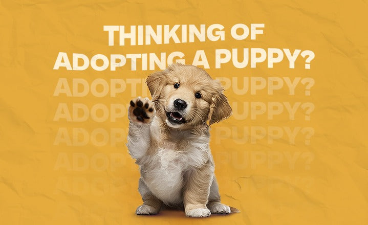 Thinking of Adopting a Puppy? Here’s the Checklist You Can’t Ignore