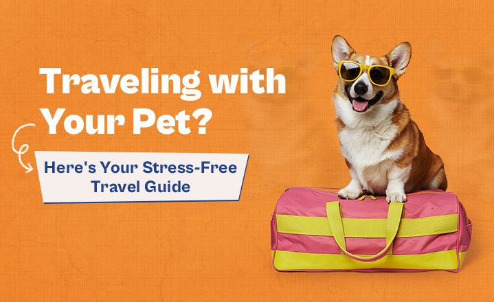 Traveling with Your Pet? Here's Your Stress-Free Travel Guide