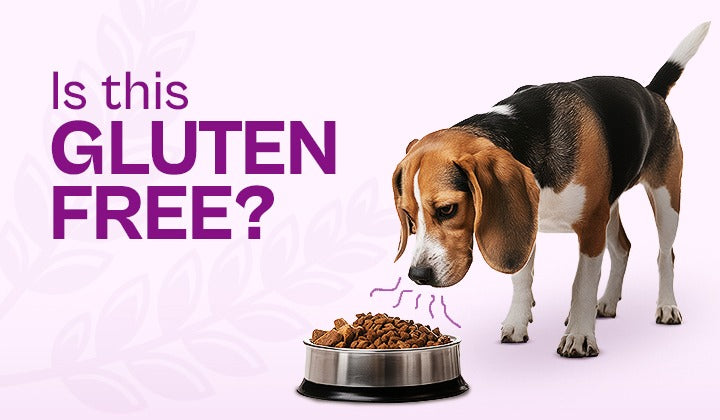 Gluten-Free Pet Food: A Healthy Choice for Pets with Digestive Issues