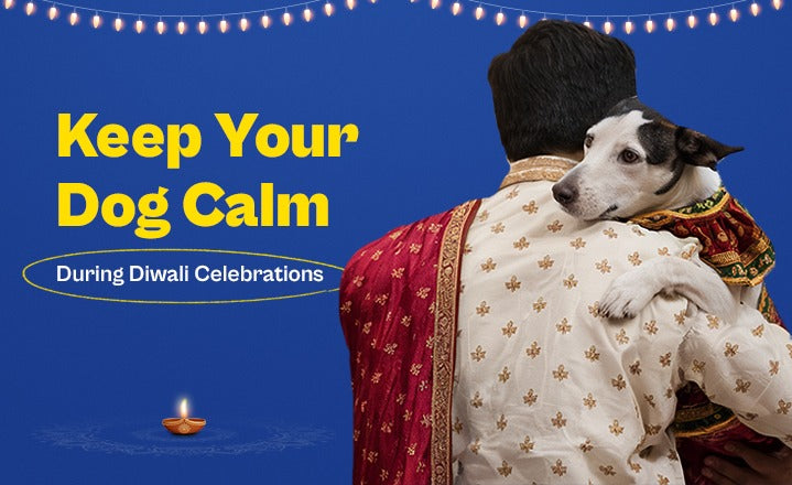 How to Keep Your Dog Calm and Happy During Diwali Celebrations