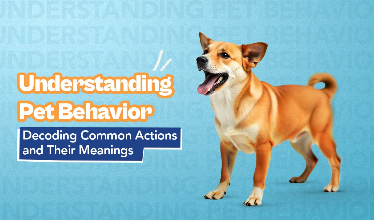 Understanding Pet Behavior: Decoding Common Actions and Their Meanings