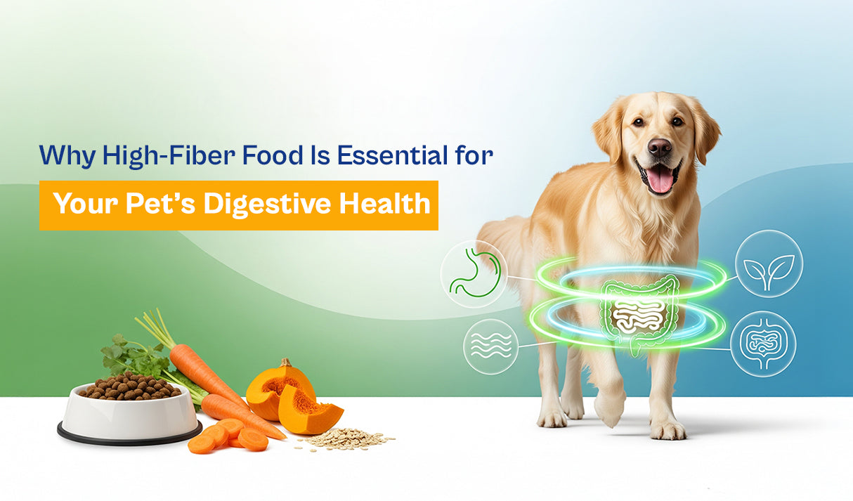 Why High-Fiber Food Is Essential for Your Pet’s Digestive Health