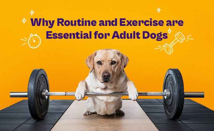 Why Routine and Exercise are Essential for Adult Dogs