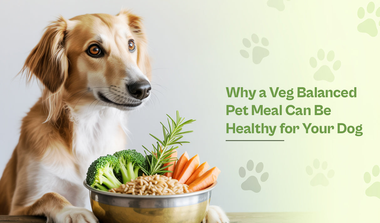 Why a Veg Balanced Pet Meal Can Be Healthy for Your Dog