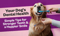 Your Dog’s Dental Health: Simple Tips for Stronger Teeth and a Happier Smile