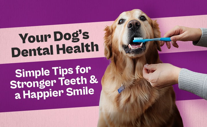 View of Your Dog’s Dental Health: Simple Tips for Stronger Teeth and a Happier ...