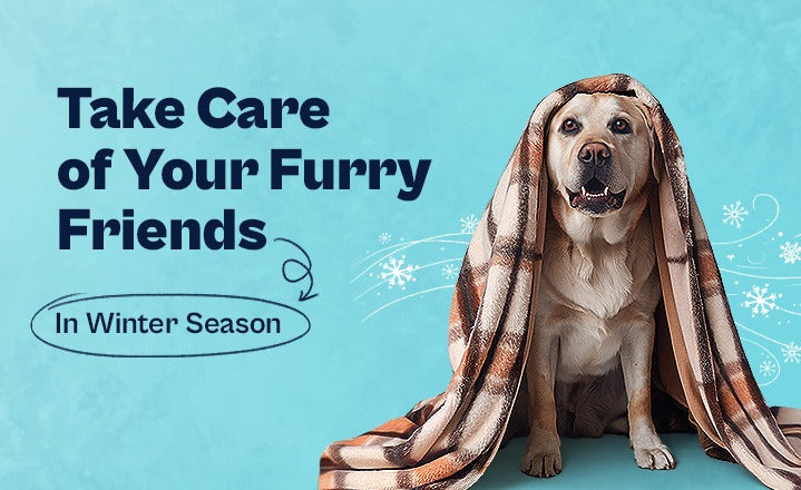 How to Take Care of Your Furry Friends During the Winter Season