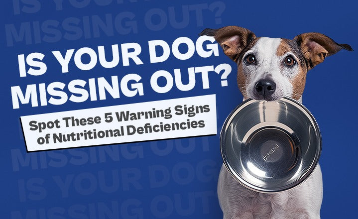 Is Your Dog Missing Out? Spot These 5 Warning Signs of Nutritional Deficiencies