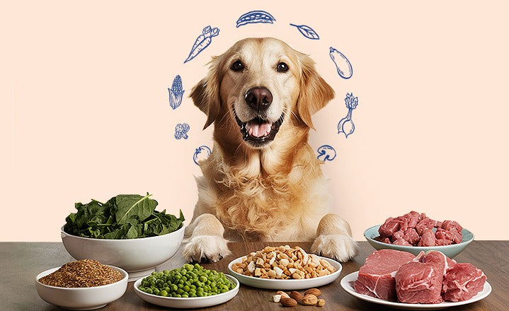 Swipe Right on Pet Care: Top Reasons to Buy Natural Dog Food for Your ...