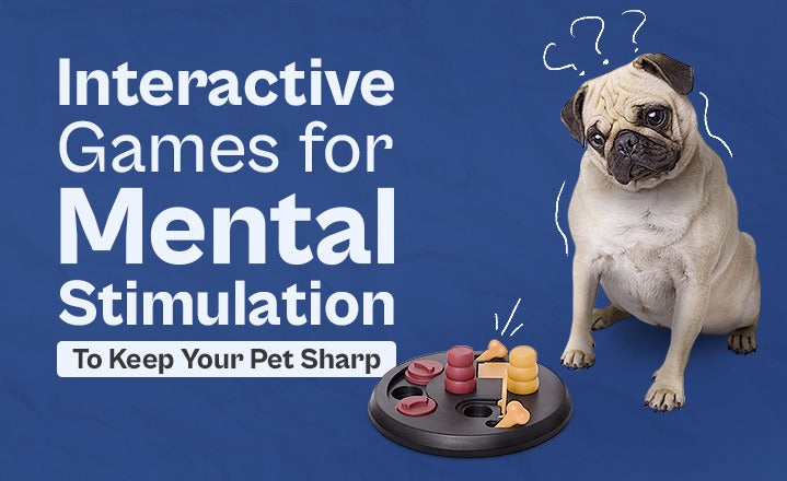 Interactive Games for Mental Stimulation: Ways to Keep Your Pet Sharp