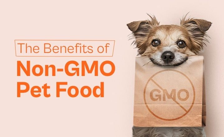 The Benefits of Non-GMO Pet Food: Everything a Pet Parent Must Know About It