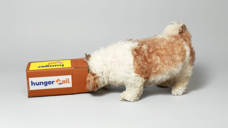 Puppy dog poking his head inside a hunger tail carton box