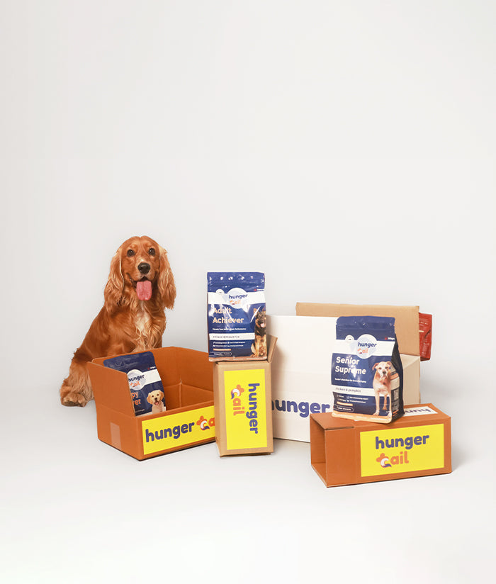 A happy golden cocker spaniel sitting beside Hunger Tail dog food packs - Puppy Power, Adult Achiever, and Senior Supreme displayed with branded packaging boxes on a white background.