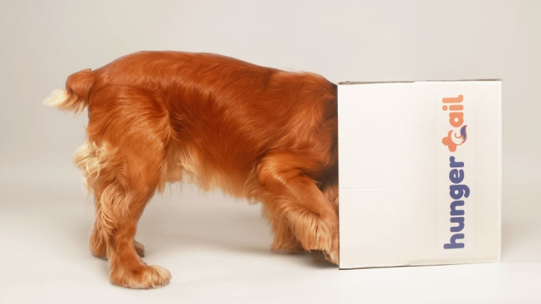 Adult dog poking his head inside a hunger tail carton box