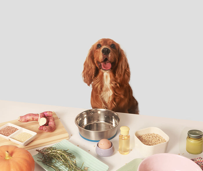 A happy golden retriever sits behind a bowl surrounded by natural dog food ingredients like sweet potato, pumpkin, jowar, rosemary, egg, and oils representing Hunger Tail’s fresh, nutrient-rich pet food formula