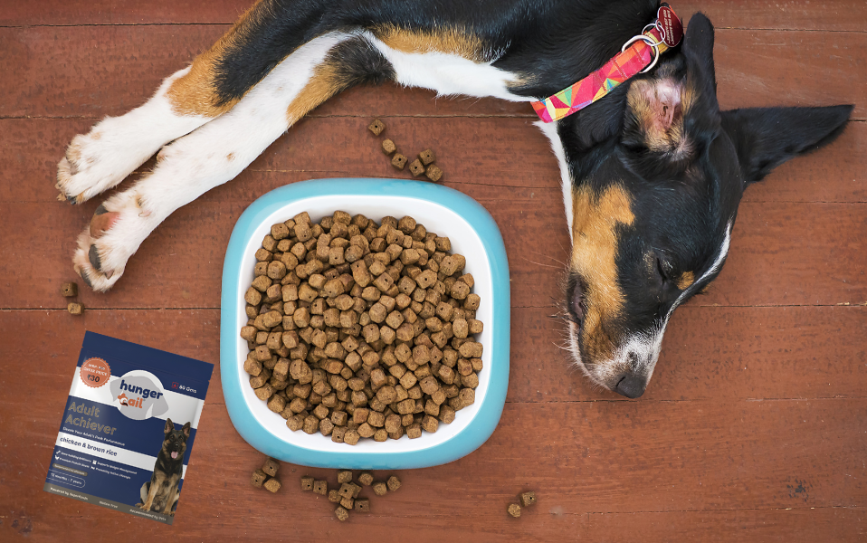 A happy dog resting beside a bowl of Hunger Tail Adult Achiever kibble, made with chicken and brown rice, showcasing a nutritious meal for adult dogs. The packaging is placed beside the bowl, highlighting premium dog food for peak performance.