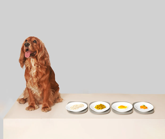 A golden retriever sits beside four small bowls showcasing superfood ingredients oats, diced sweet potato, egg yolk, and pumpkin highlighting Hunger Tail’s nutrient-rich dog food recipe.